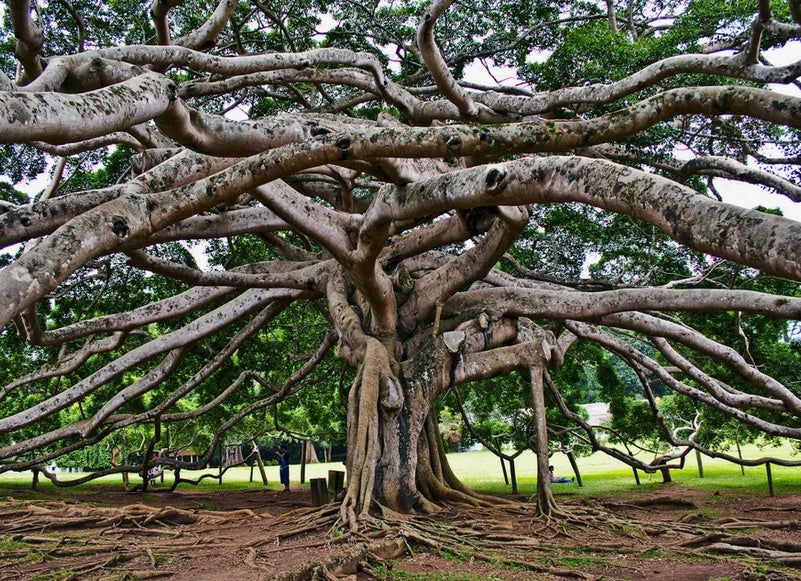 Family Adventure Tour in Sri Lanka